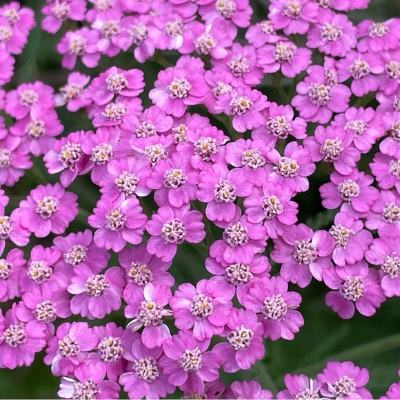 Meet your Posher, Krista - Picture 15 of 16